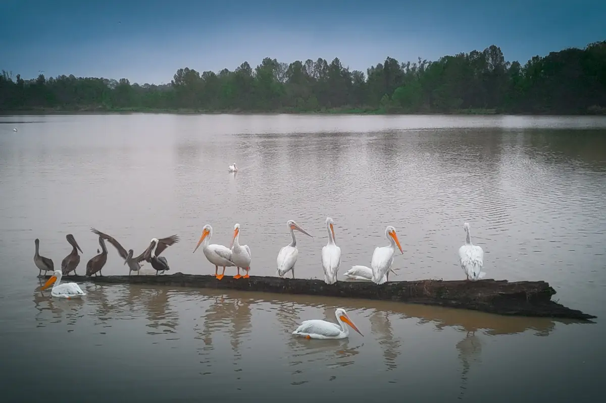 Pelicans plotting their next big party