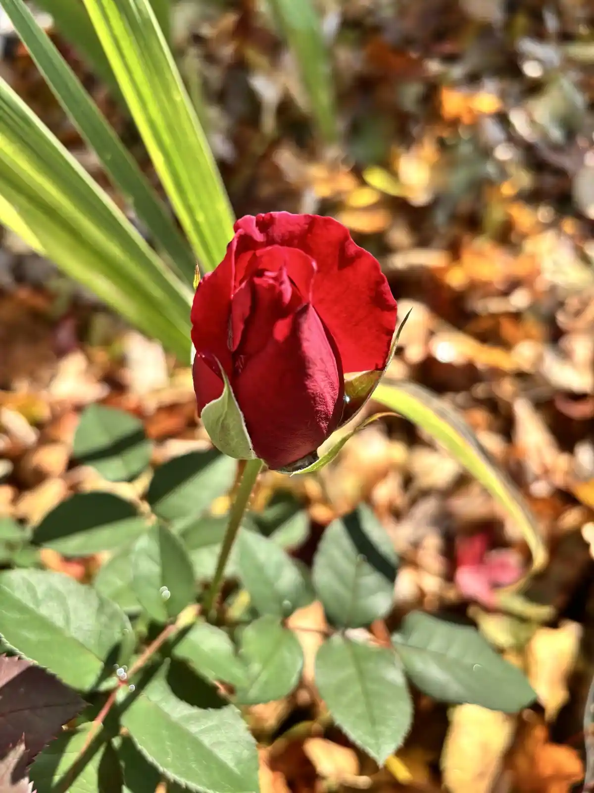 A close-up photograph shows a deep red rosebud in early bloom, surrounded by green leaves and set against a blurred…