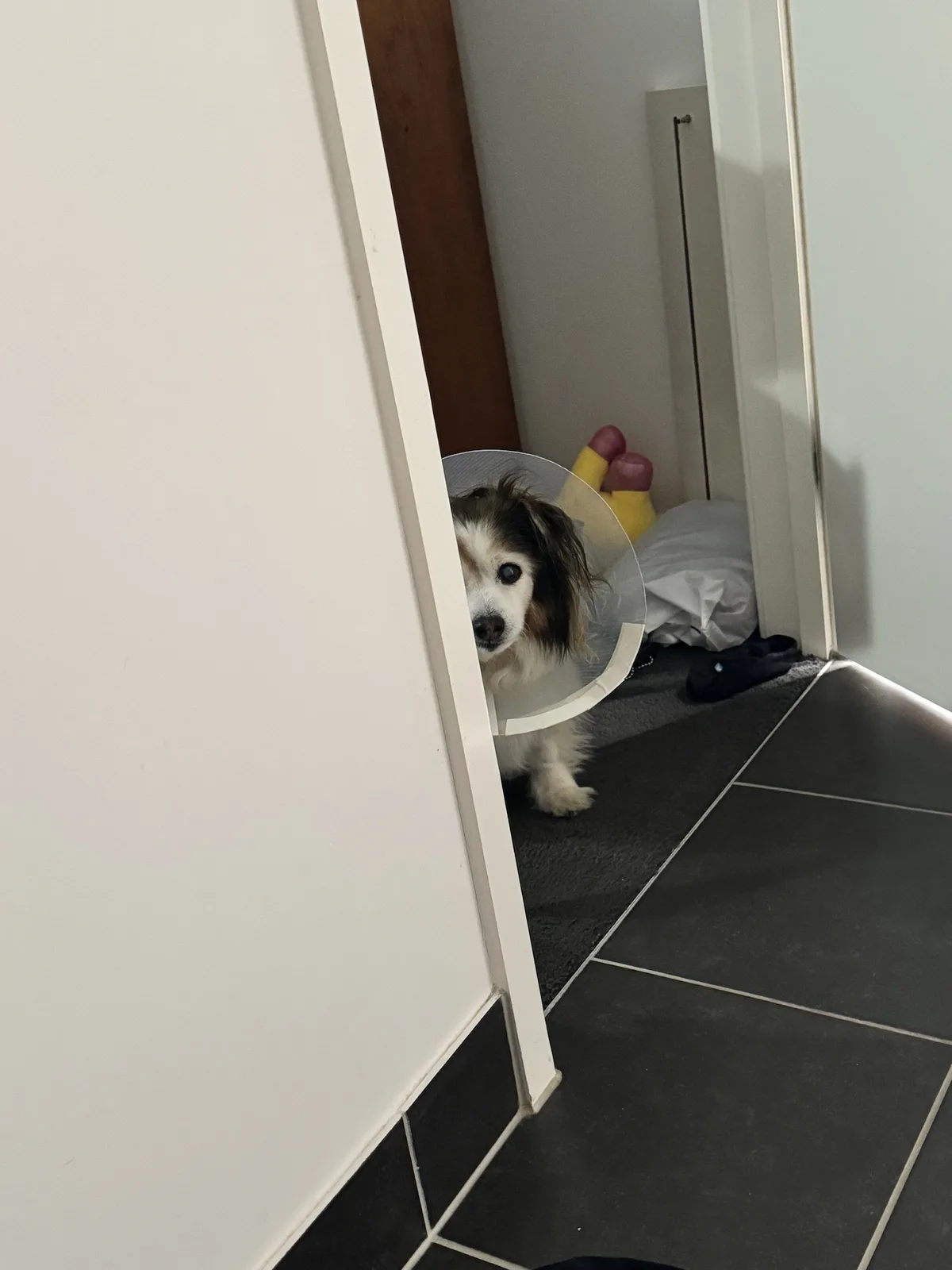 A small, fluffy dog with brown and white fur peeks out from behind a white doorframe, wearing a clear plastic cone collar…