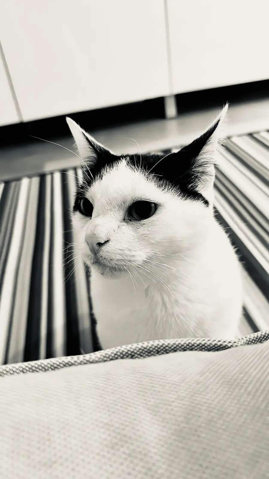 A black-and-white photo of a cat with a white face and black-tipped ears, looking directly at the camera with a slightly…