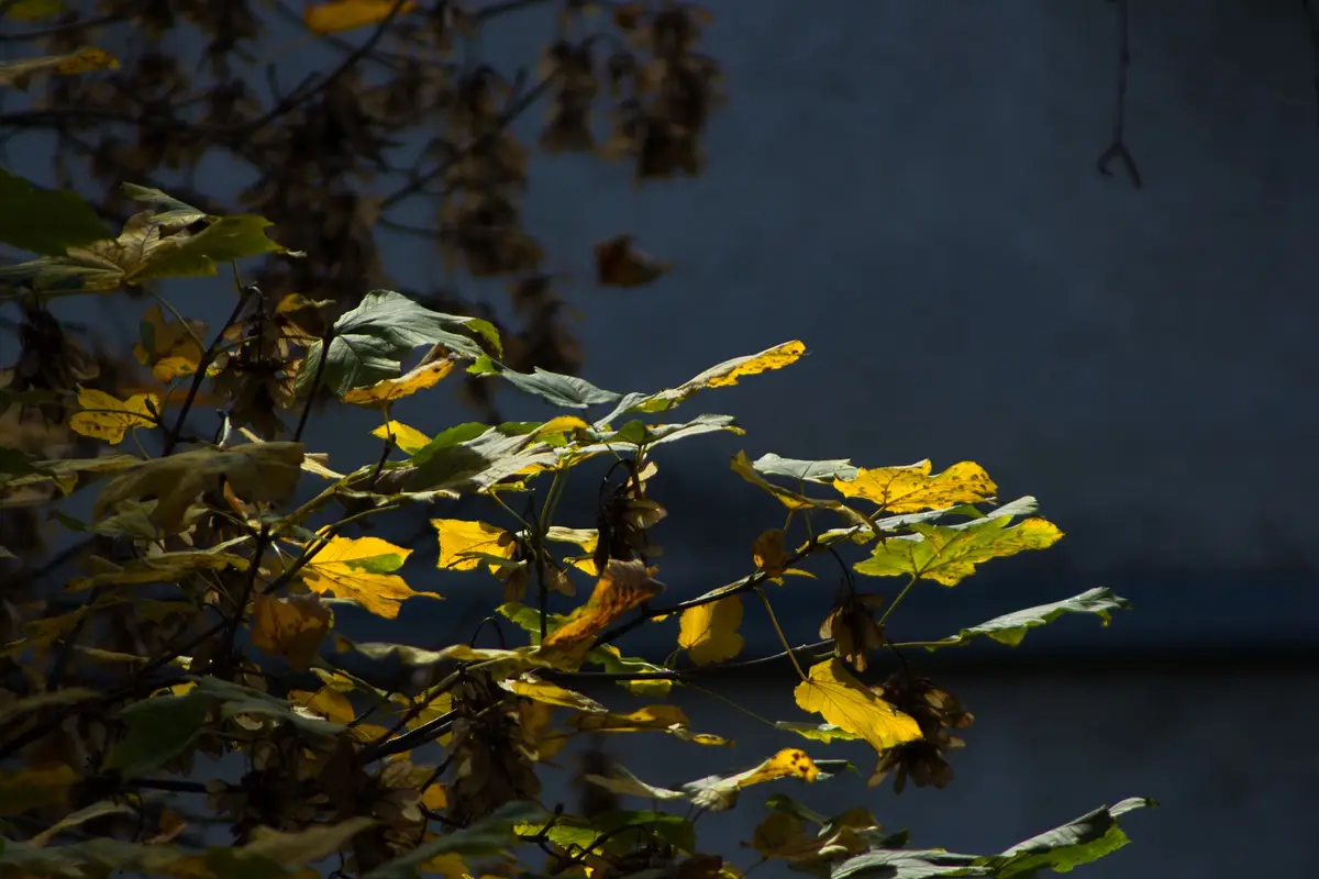 A photograph of tree branches with green and yellow leaves against a dark blue background, overlaid with the text 'i'm not…