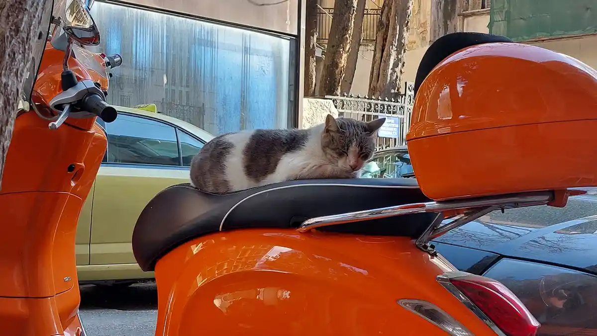 A gray and white cat is curled up and sleeping soundly on the black seat of a bright orange scooter parked on a city street…