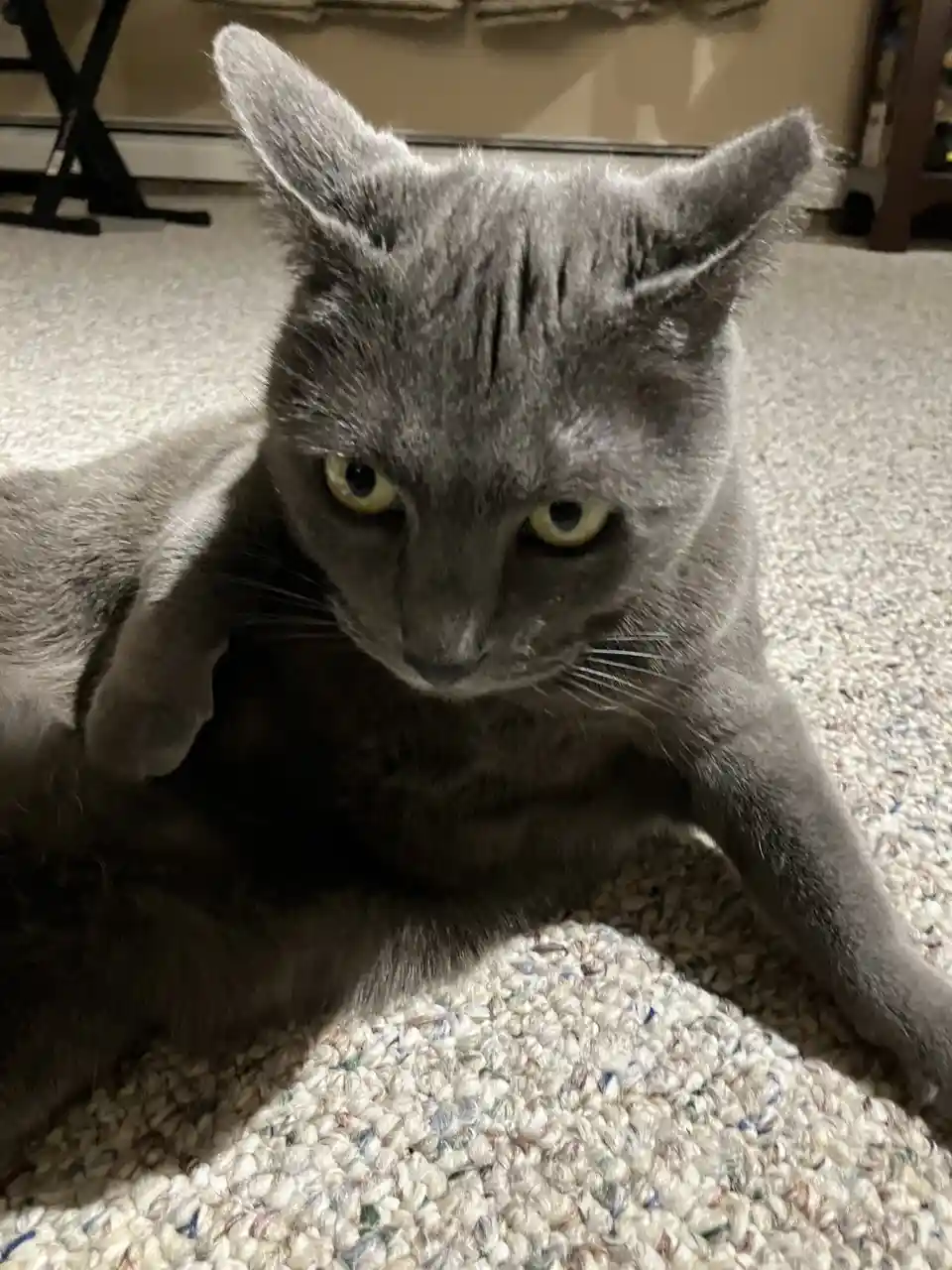 A close-up photo of a gray cat lying on a textured carpet, staring intently at the camera with narrowed yellow eyes and a…