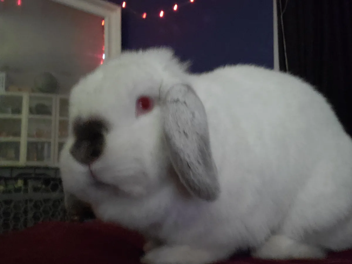 Meet Snowball, the cutest companion around!