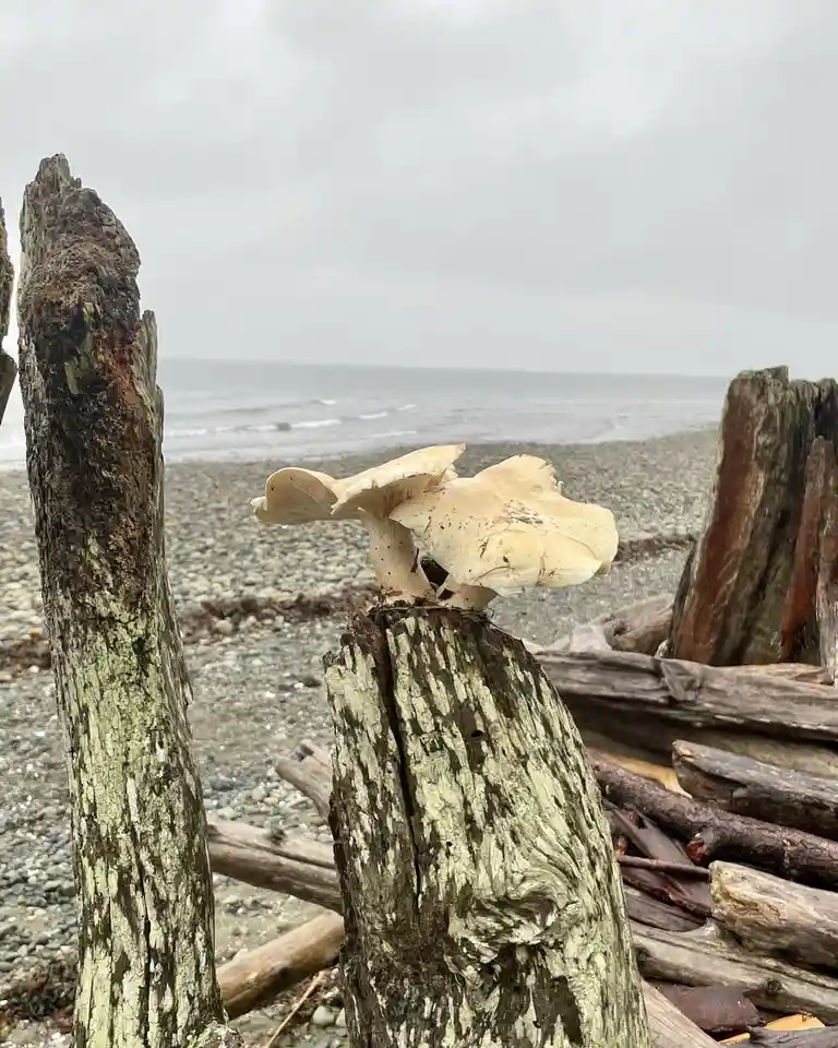 A pale, cream-colored mushroom grows atop a weathered, mossy driftwood stump on a pebbly beach with the ocean in the…
