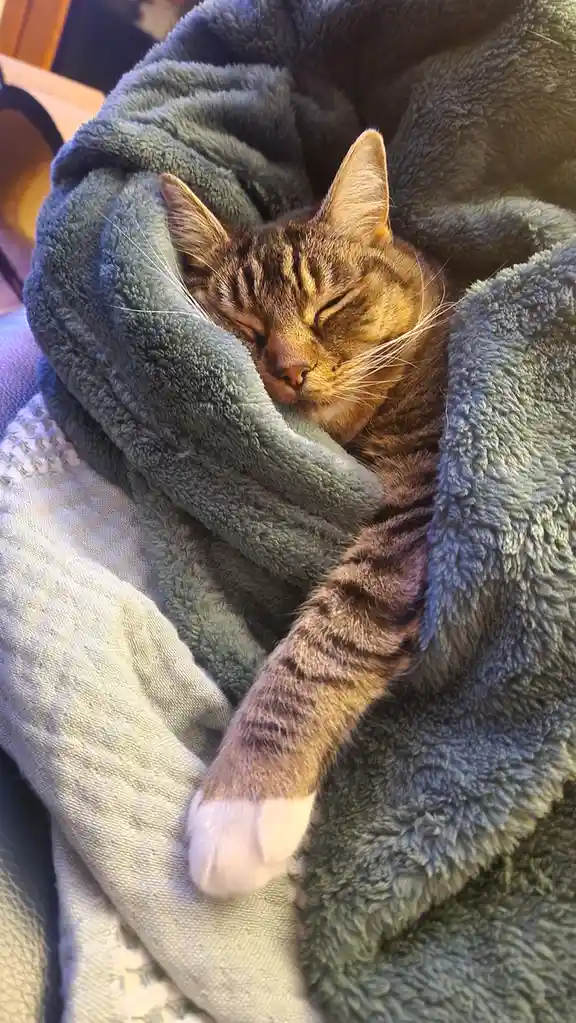 A tabby cat with a white-tipped paw is curled up and sleeping soundly inside a soft, teal-colored fleece blanket. The cat's…