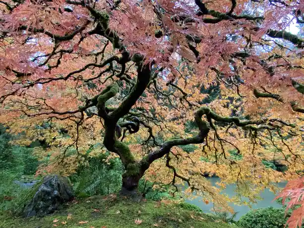 A majestic, ancient tree with gnarled, moss-covered branches and vibrant orange and yellow autumn leaves dominates the…
