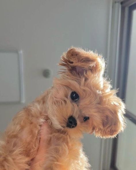 A close-up photo of a fluffy, light brown puppy with large, expressive eyes and one ear flopped over, looking directly at…