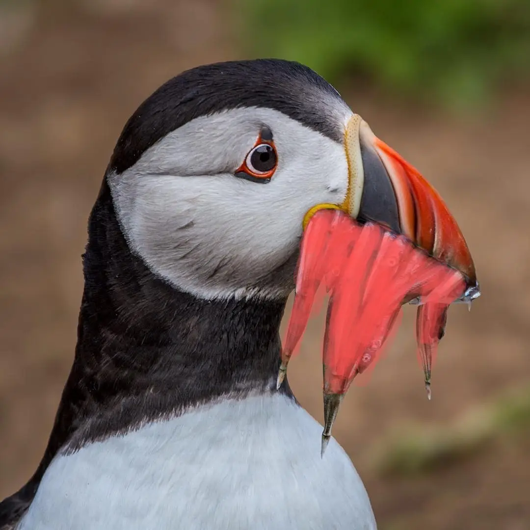 A close-up photograph of a puffin with black and white feathers, a distinctive orange beak, and a red-rimmed eye, holding…