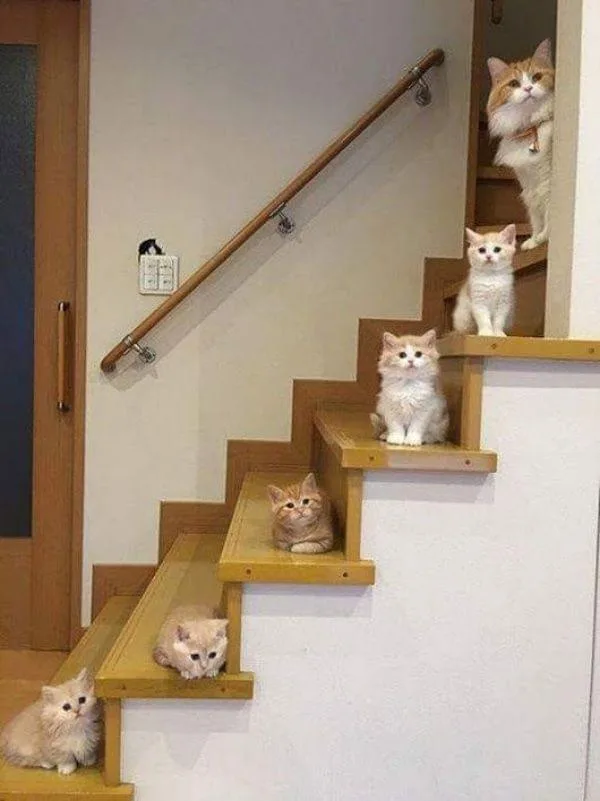 A wooden staircase with six fluffy cats sitting on each step, from bottom to top, all looking at the camera. The top cat is…