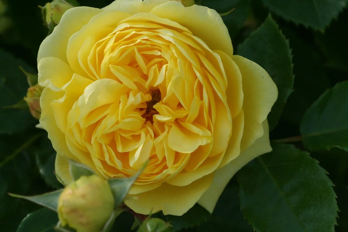 A close-up photograph of a fully bloomed, multi-layered yellow rose with dark green leaves in the background. The image has…