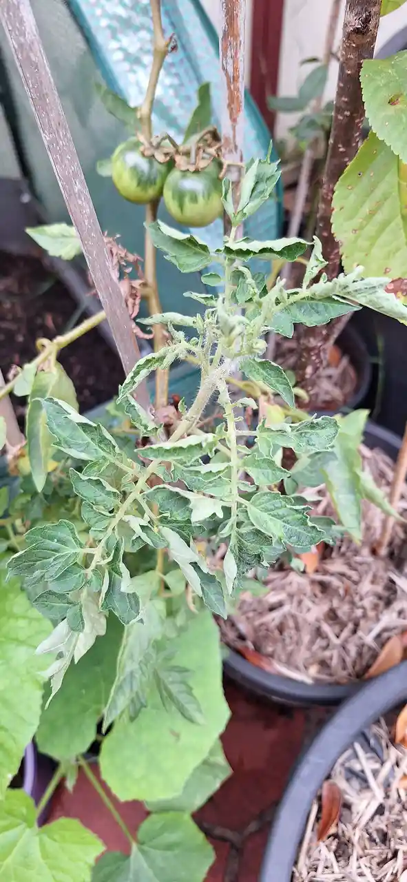 A close-up photo of a potted tomato plant with two green unripe tomatoes at the top, surrounded by many small, curled, and…