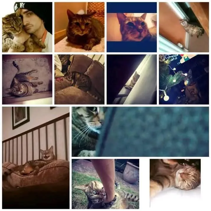 A collage of ten photos featuring various cats in different poses and settings, including sleeping, looking at the camera…