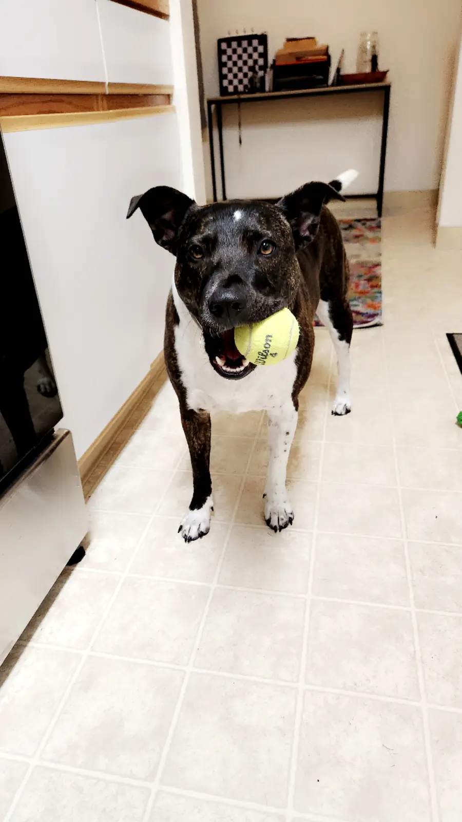 Celebrating Our Furry Friends on National Mutt Day!