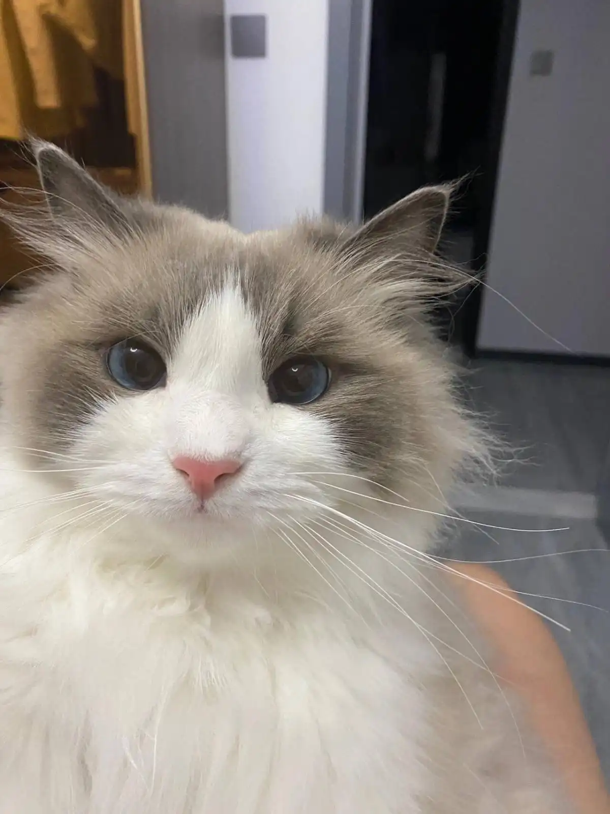 A close-up photo of a fluffy, long-haired cat with striking blue eyes, a white face, and grey markings around its eyes and…
