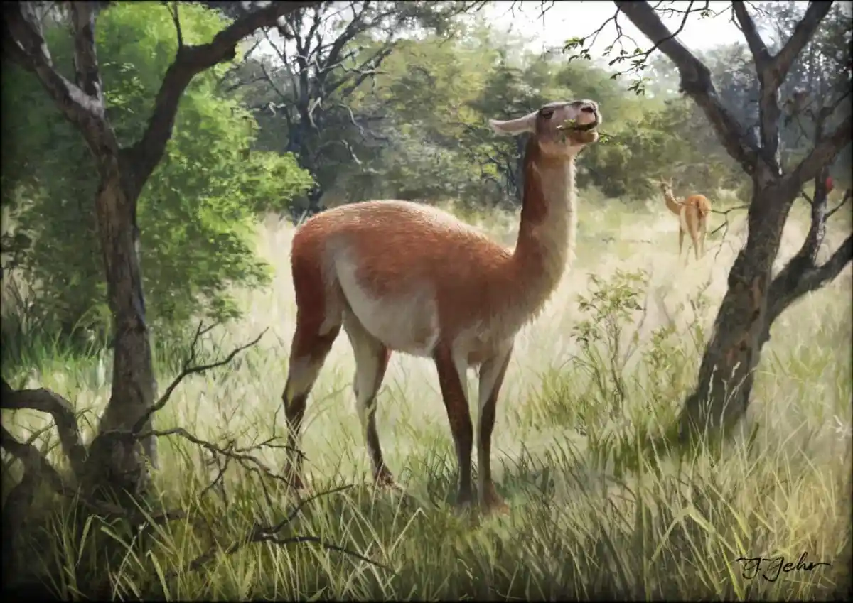 A painting of a brown and white llama standing in a grassy field with trees, eating leaves from a branch. Another llama is…