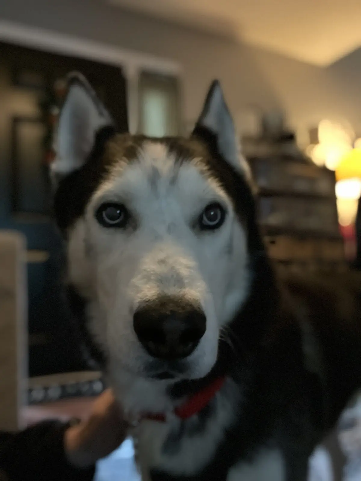 A close-up photo of a husky dog with striking blue eyes and black-and-white fur, staring intently at the camera. The dog…