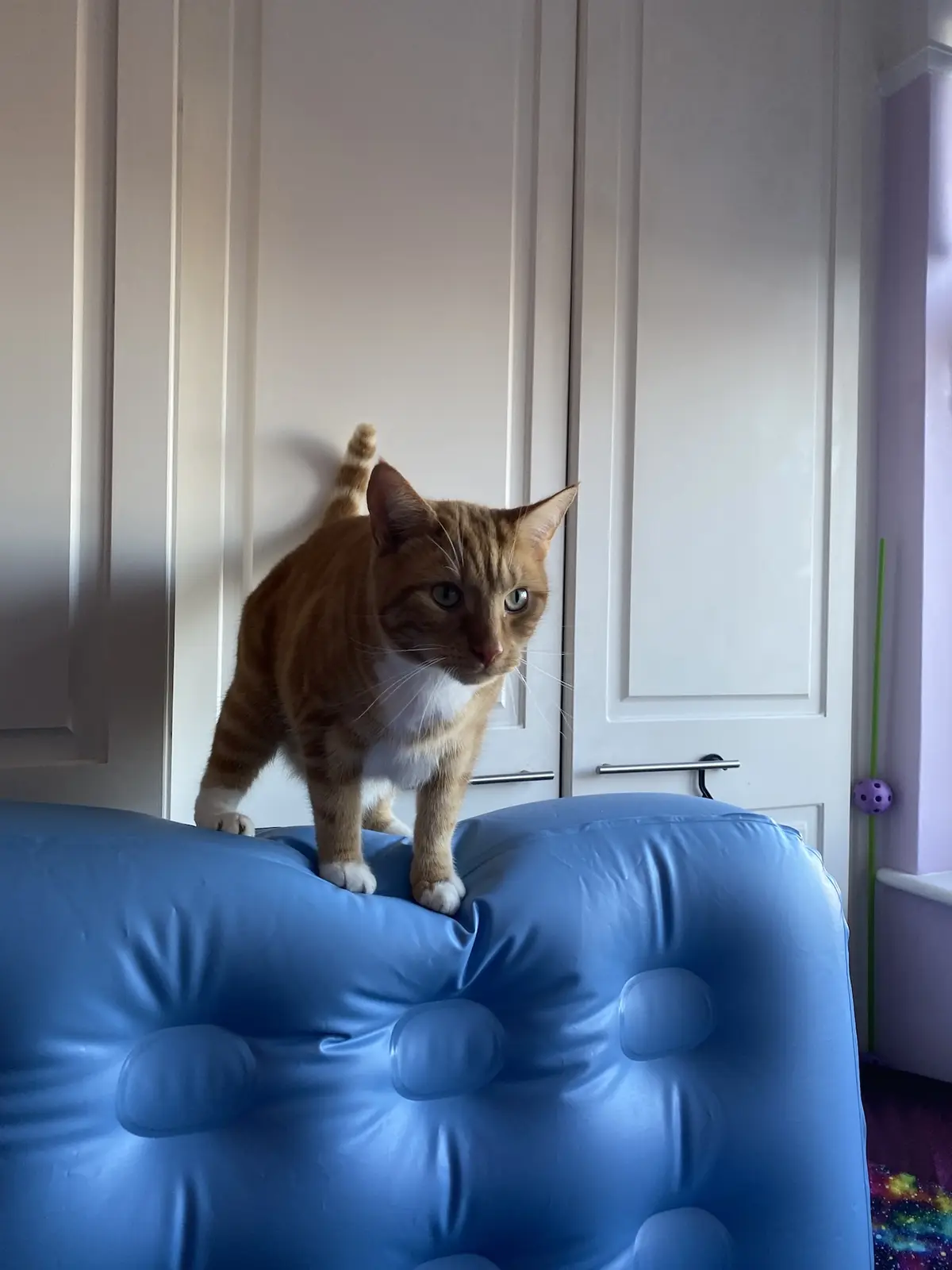 An orange tabby cat with white paws and chest stands alert on the back of a blue tufted inflatable chair, staring directly…