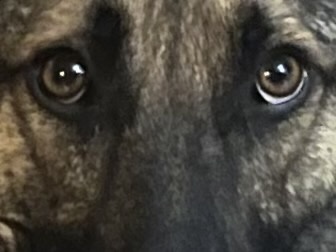A close-up photo of a dog's face, focusing on its large, expressive brown eyes and fur texture. The overlaid text reads 'i'm…