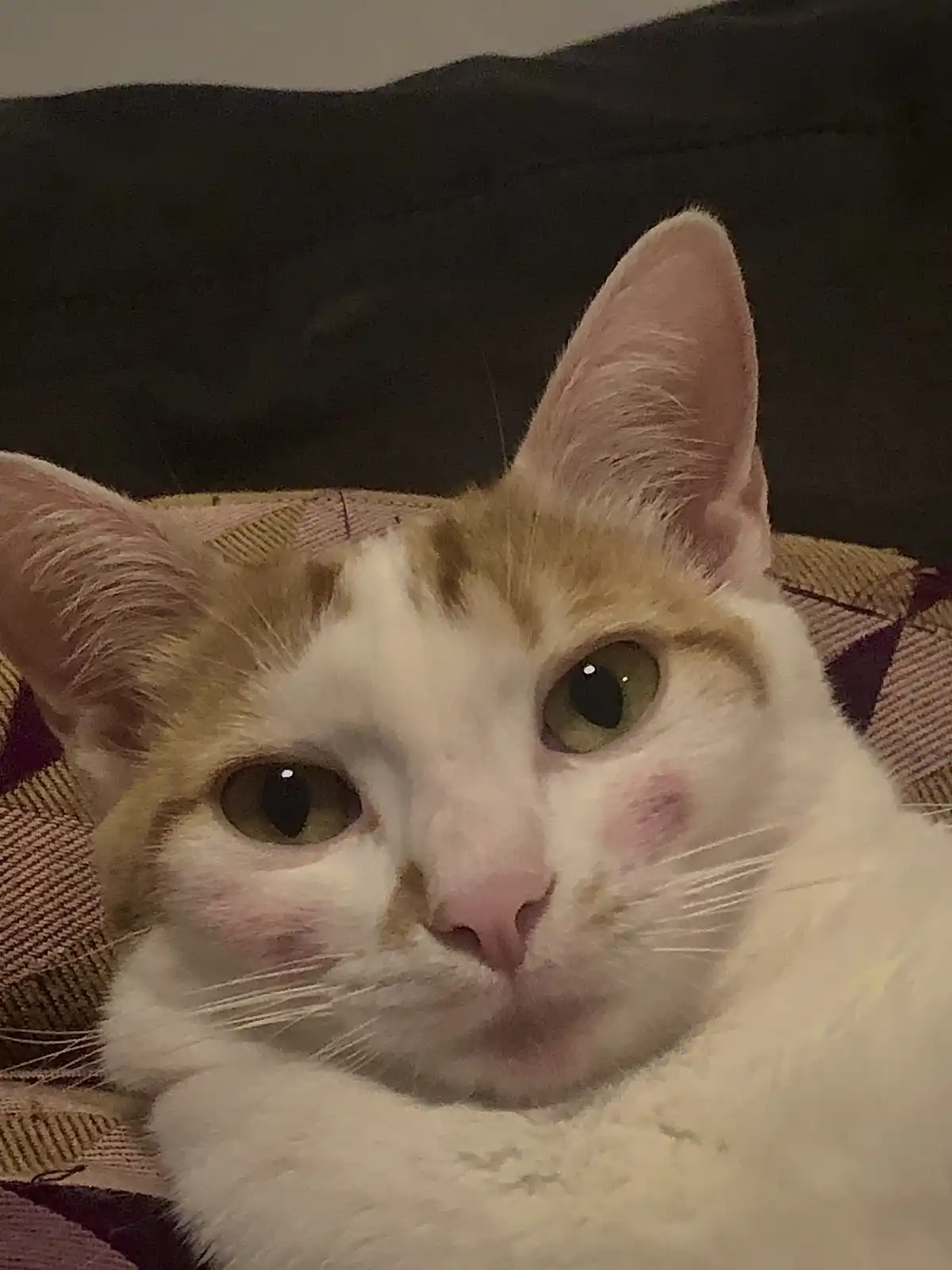 A close-up photo of a white and ginger cat with large green eyes and pink nose, looking directly at the camera while resting…