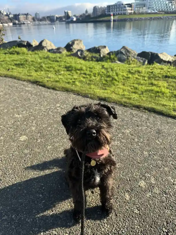 A small, shaggy black dog with a pink collar and leash stands on a paved path near a grassy area with rocks, looking…