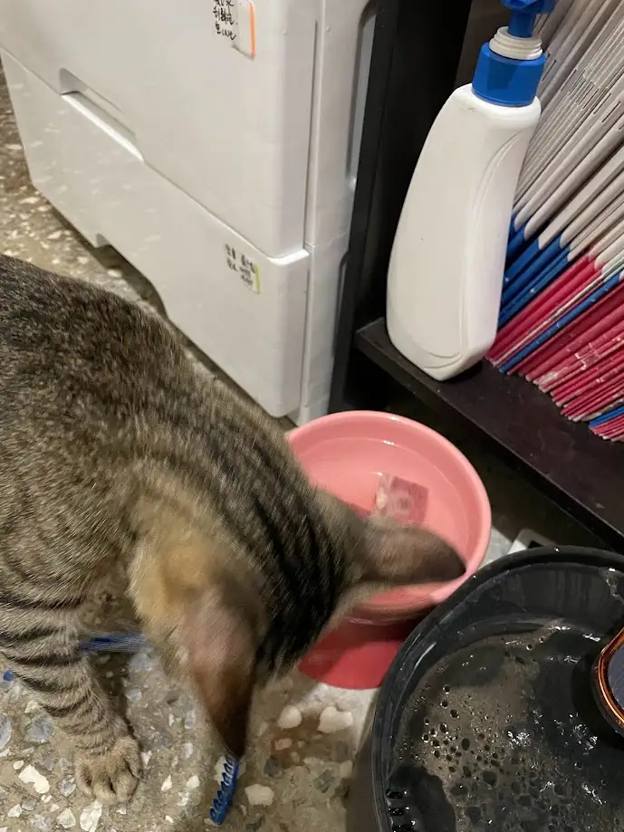 A tabby cat is drinking water from a pink plastic bowl placed on a speckled floor, next to a black pet water fountain with…