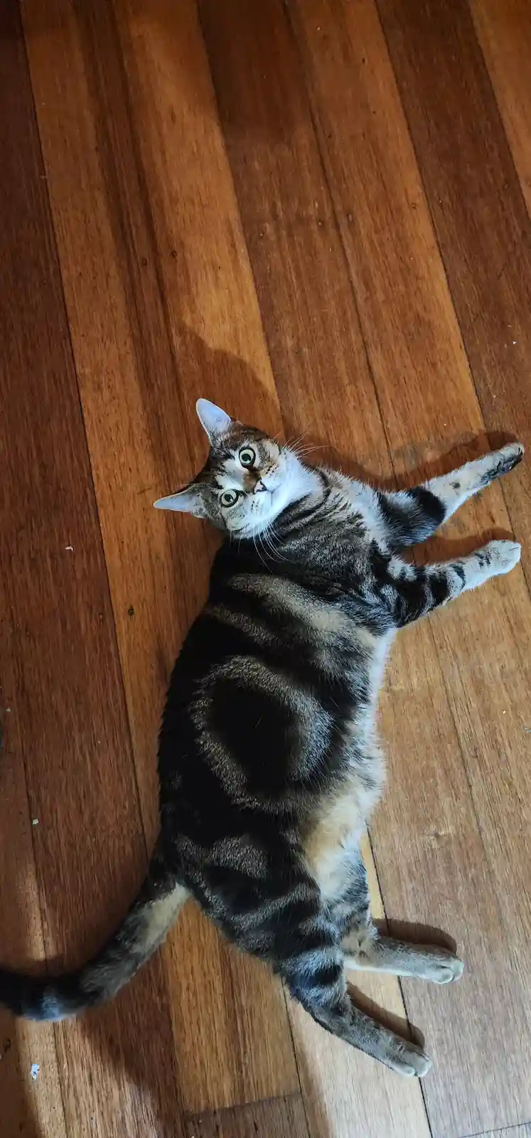 When Catnip Hits: The Hilarious Effects on Our Feline Friends