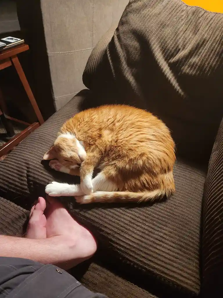 An orange and white cat is curled up asleep on a dark brown corduroy couch, using its front paw to groom its face while a…