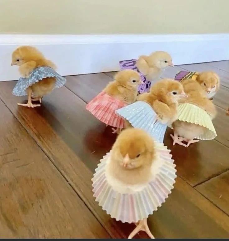 Several small yellow chicks are standing on a wooden floor, each wearing a colorful paper cupcake liner as a skirt. The…