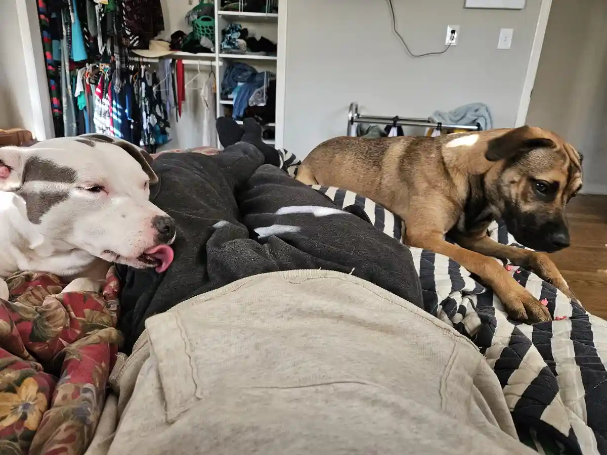 A person is lying on a bed with two dogs; one white and brown dog on the left has its tongue out and eyes half-closed, while…