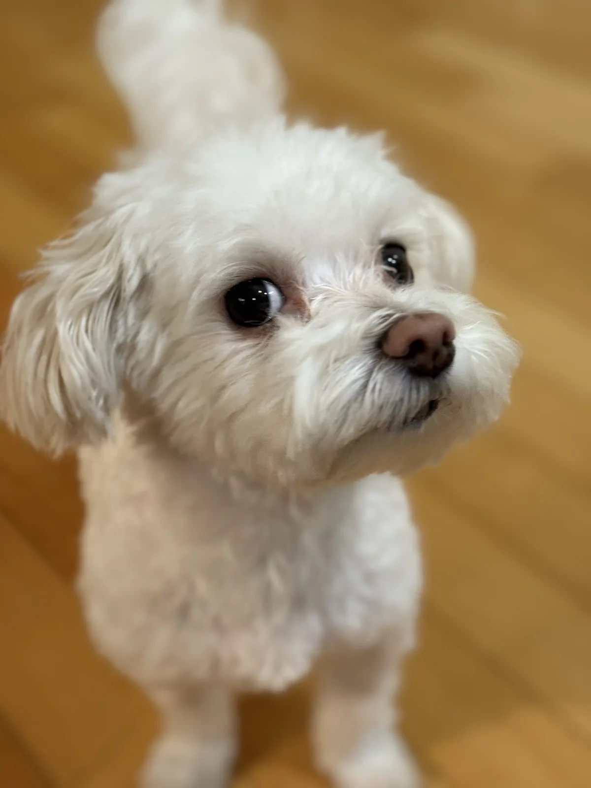 A close-up photo of a small, fluffy white dog with large, expressive eyes looking upward, standing on a wooden floor. The…