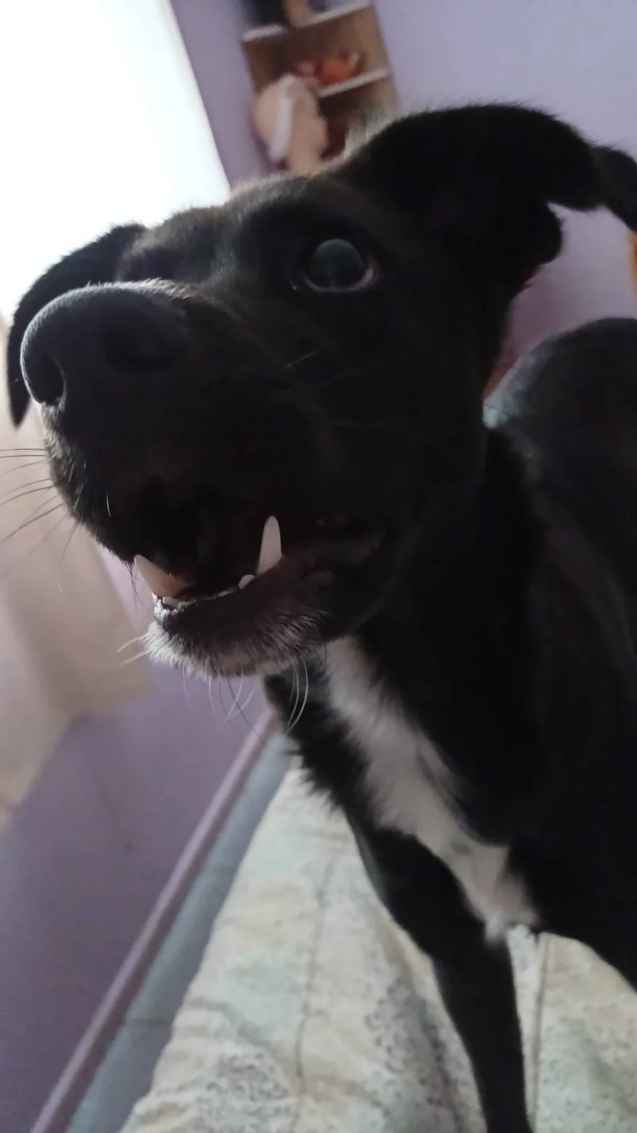A close-up photo of a black and white dog looking directly at the camera with its mouth slightly open, showing one prominent…
