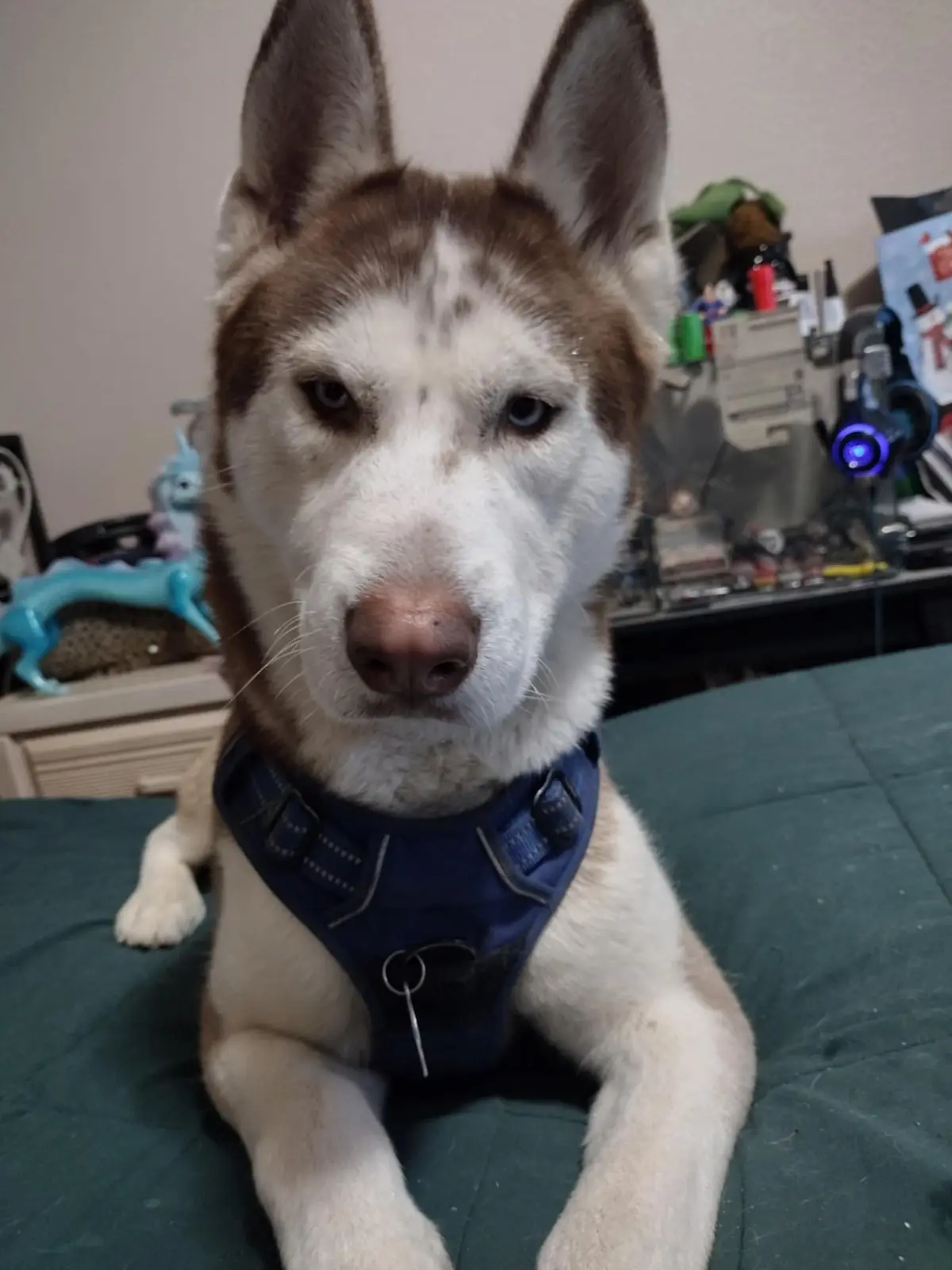 A close-up photo of a brown and white husky dog with one blue eye and one brown eye, wearing a blue harness, sitting on a…