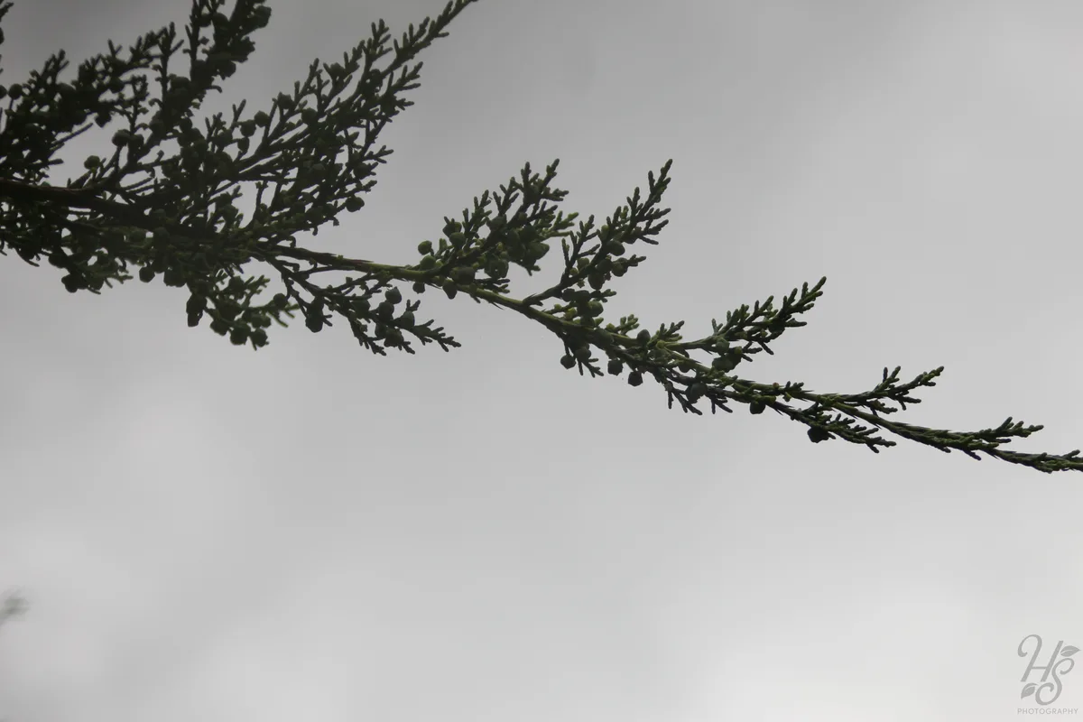 A close-up photo shows a dark green, needle-like branch of a coniferous tree, possibly juniper or cypress, extending…