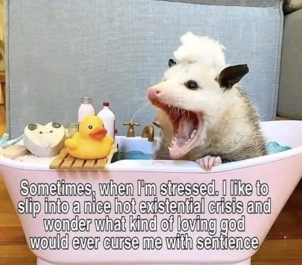 An opossum is shown in a pink bathtub with a yellow rubber duck and bath items, yawning widely with its mouth open. The…
