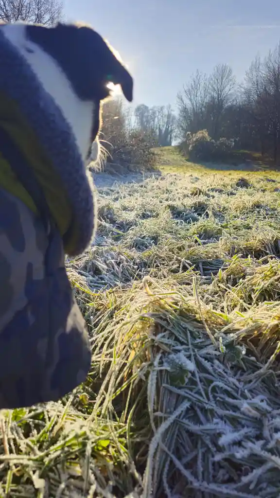 A person wearing a winter coat with a fuzzy hood stands in a frost-covered field, looking out at a sunrise or sunset. The…