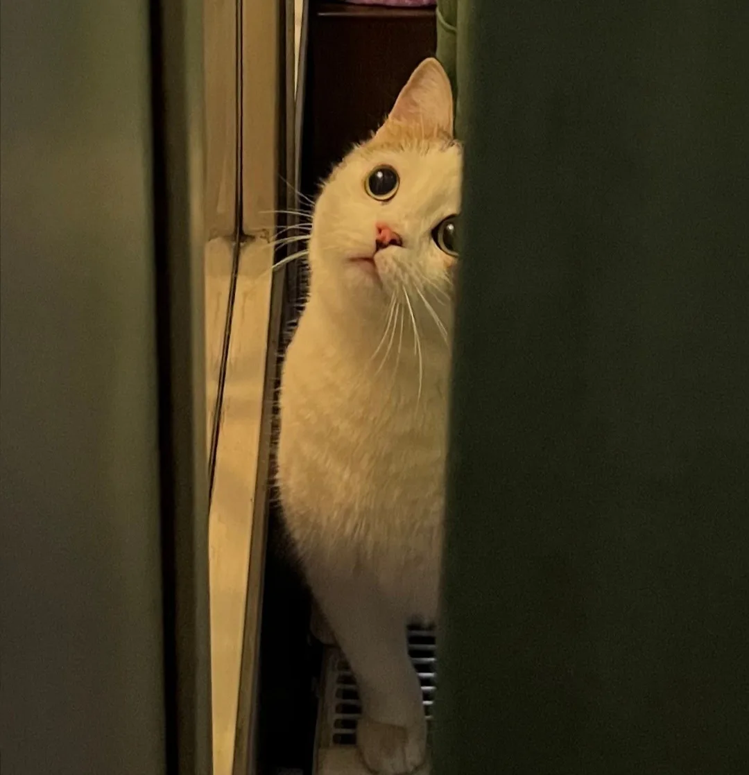 A white cat with orange patches peeks out from behind a dark green curtain or door frame, looking upward with wide, curious…