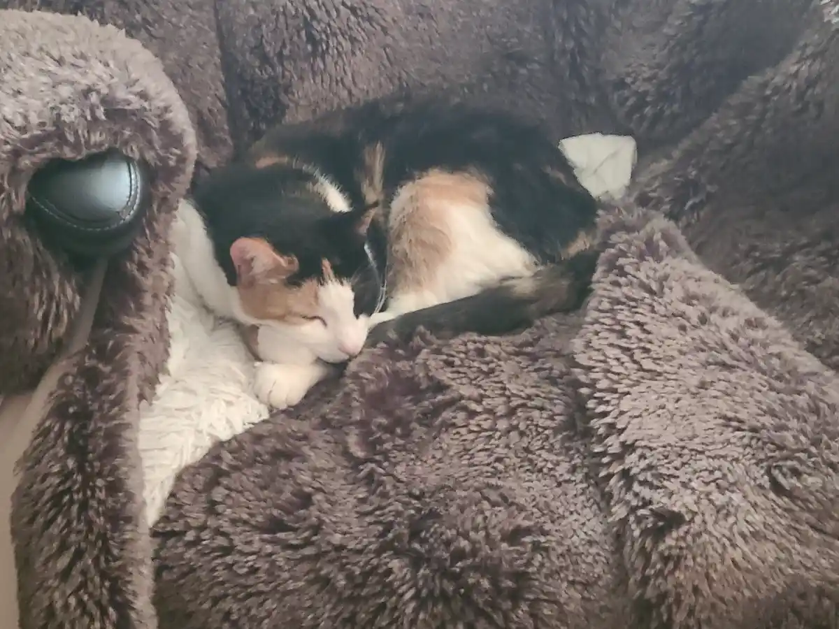 A calico cat with black, white, and orange fur is curled up and sleeping soundly on a plush, shaggy gray blanket. The cat's…