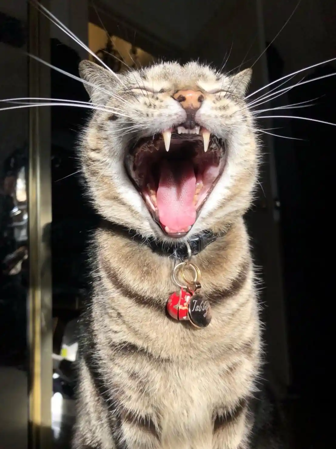 A close-up photo of a tabby cat with its mouth wide open in a yawn, revealing its teeth and tongue. The cat wears a collar…