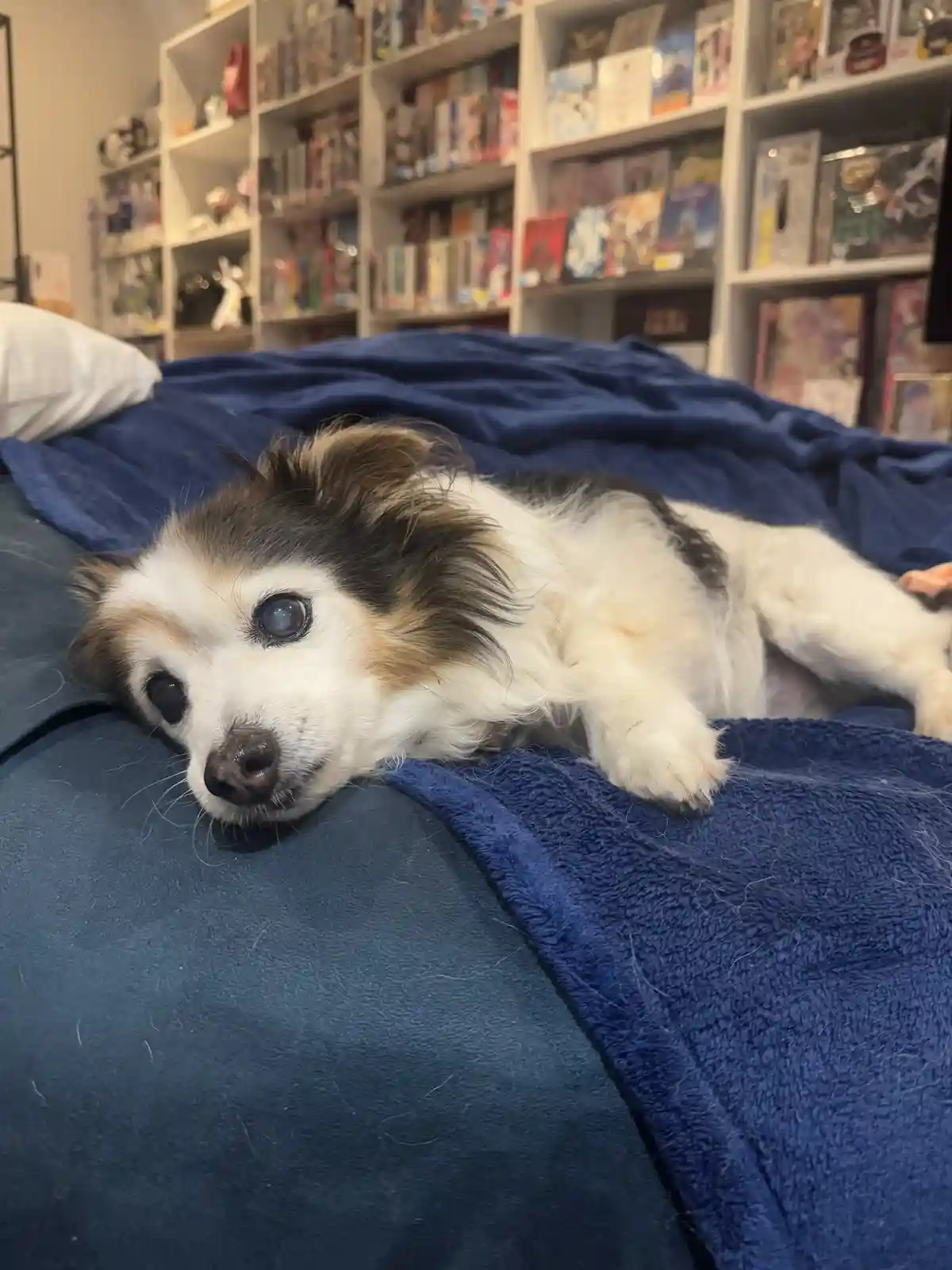 A small, fluffy dog with white, black, and brown fur lies on its side on a blue blanket, looking directly at the camera with…