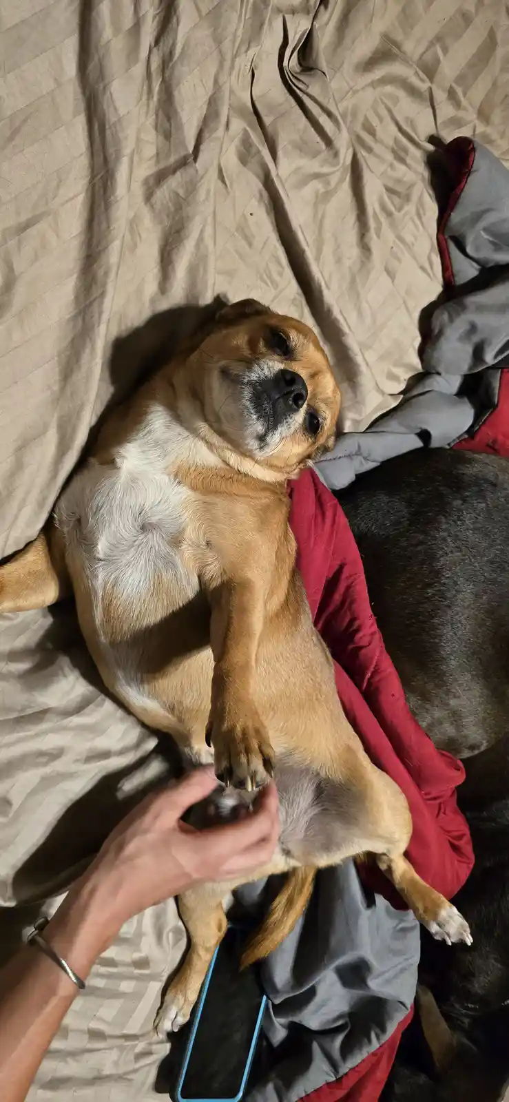 A tan and white dog lies on its back on a rumpled beige bed, looking up with a relaxed expression as a human hand pets its…
