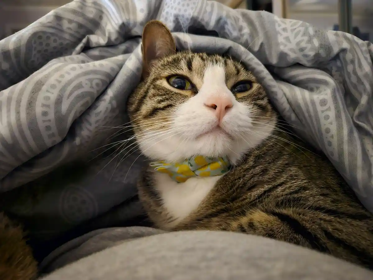 A tabby cat with a white muzzle and chest, wearing a yellow and green patterned bowtie, peeks out from under a grey and…