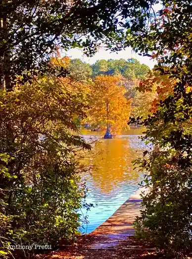 A scenic autumn photograph shows a wooden boardwalk leading toward a calm lake, framed by trees with green and orange…