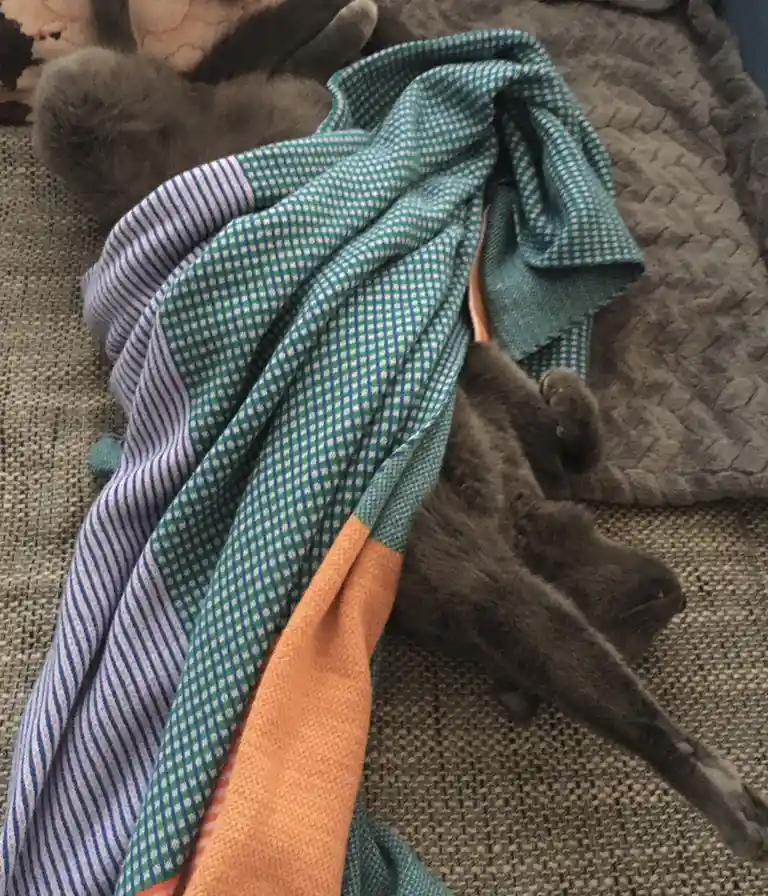 A gray cat is partially hidden under a crumpled, multi-colored blanket with green checkered, blue striped, and orange…