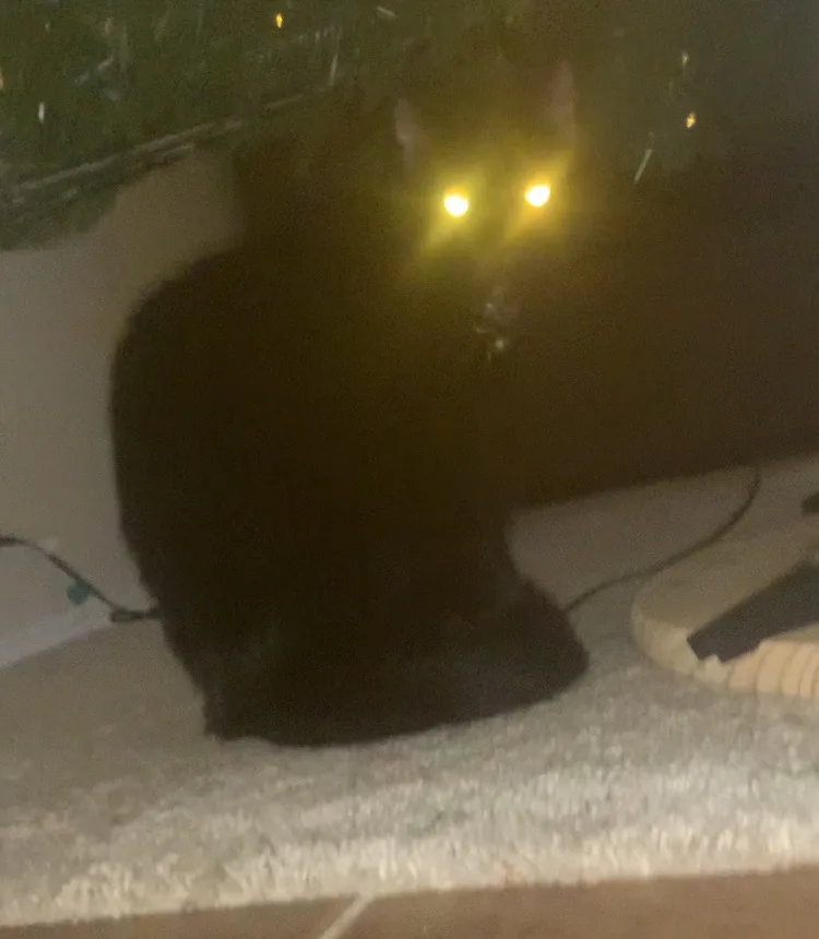 A black cat sits in dim lighting with glowing yellow eyes staring directly at the camera, conveying an intense, menacing…