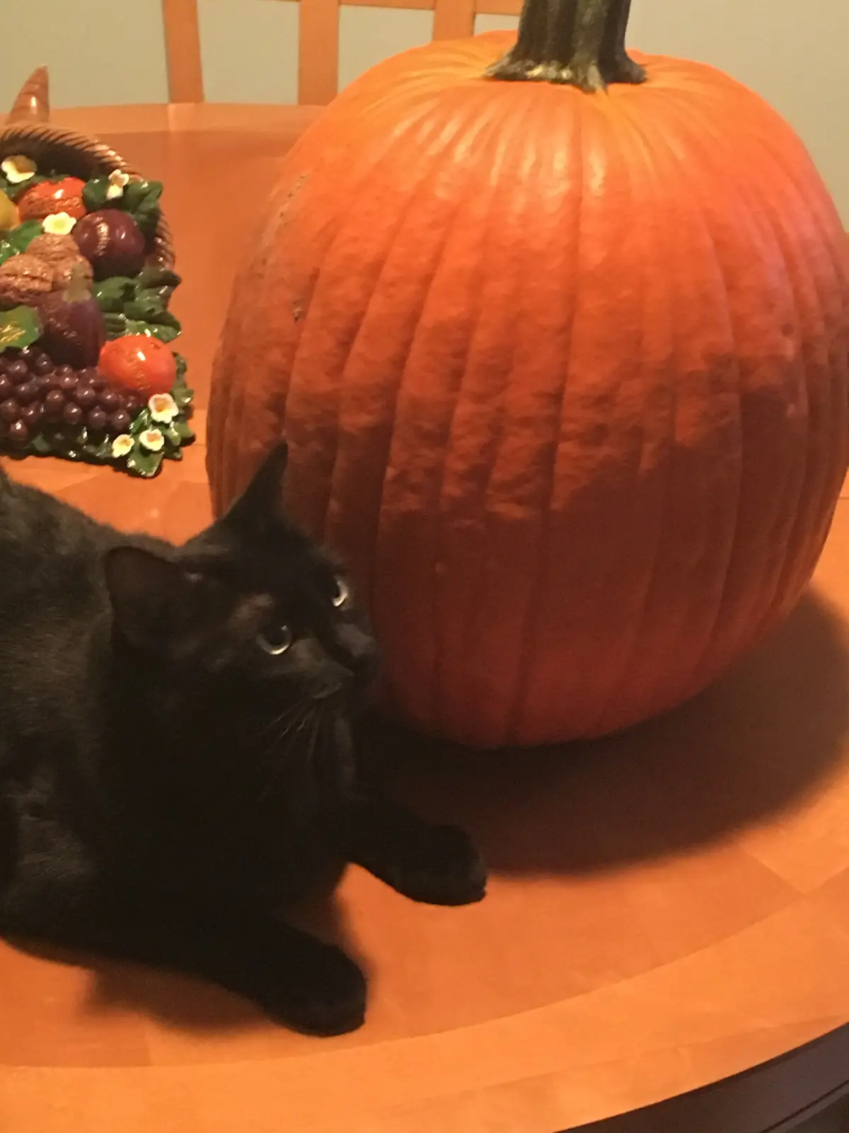 A black cat sits on a wooden table looking up at a large orange pumpkin, with a decorative cornucopia of autumn fruits in…