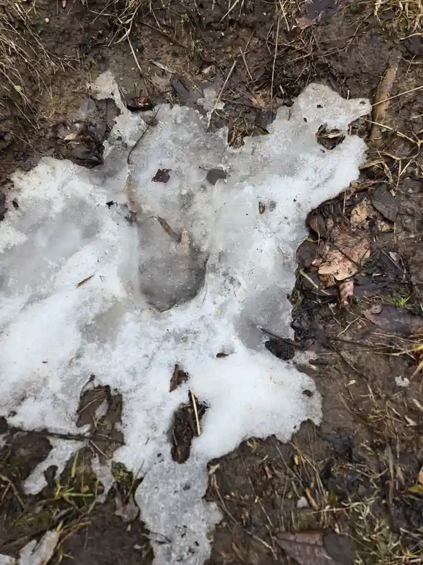 A close-up photo shows a patch of melting snow on dark, muddy ground with scattered dry leaves and twigs. The snow has an…