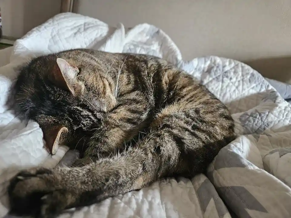 A tabby cat is curled up and sleeping soundly on a white and gray quilted bedspread, its body tightly wrapped in a ball. The…