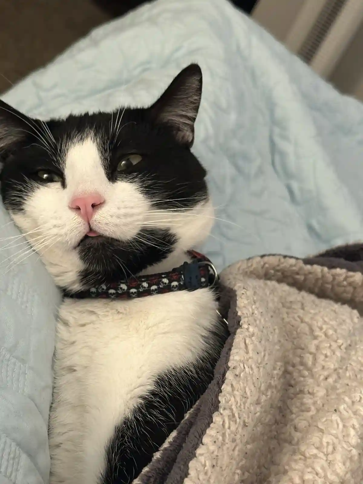 A black and white cat with a skull-patterned collar lies comfortably on a light blue quilted blanket, partially covered by a…