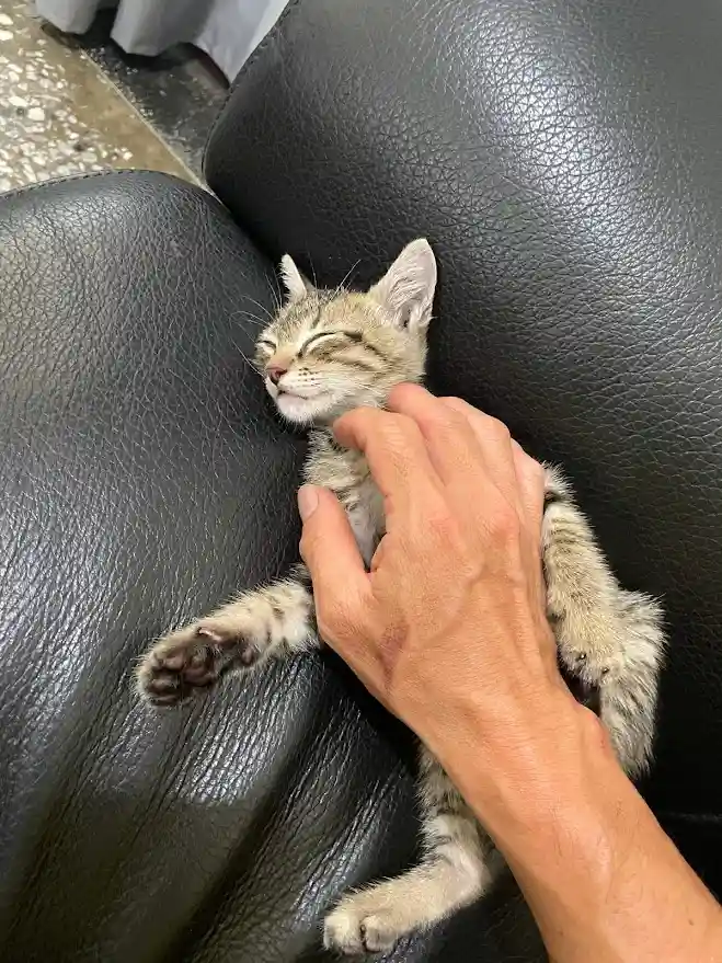 A small tabby kitten is lying on its back on a black leather couch, eyes closed and appearing to be sleeping or very…